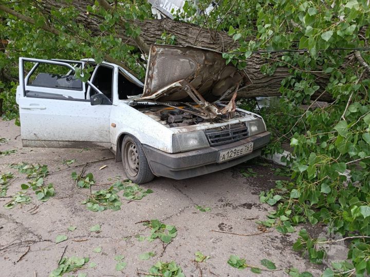 Спасатели помогли достать жителя Ровеньков из авто, на которое рухнул старый тополь