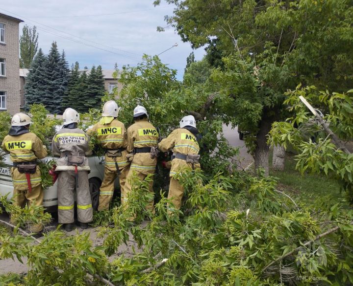 В Кировске ветка клёна рухнула на проезжающий по дороге автомобиль