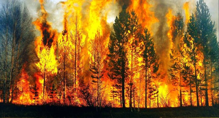 Надеемся на лучшее, готовимся к худшему: в России ожидается пик лесных пожаров