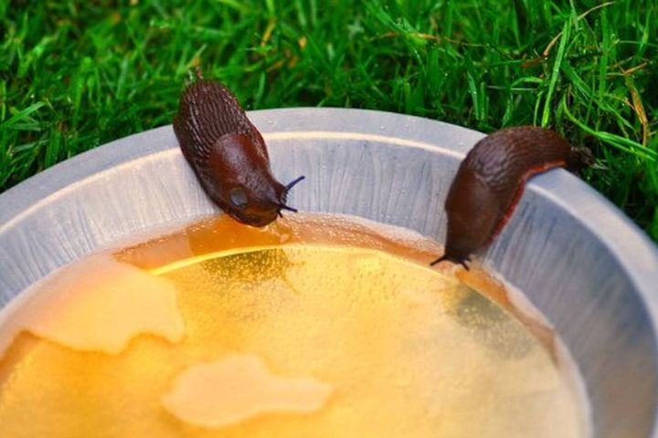 Садоводы, внимание: в борьбе со слизнями поможет кофе