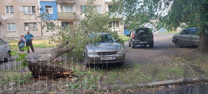 В Червонопартизанске старое дерево упало на автомобиль