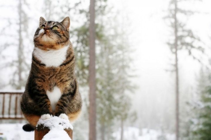 Мокрый снег и потепление пришли в ЛНР