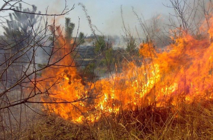 Внимание, население! Высокая пожарная опасность ожидается в ЛНР 6 августа