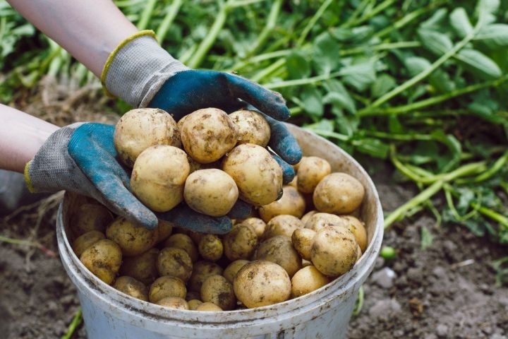 Успение Пресвятой Богородицы: готовим картофельные блюда и не оставляем детей одних