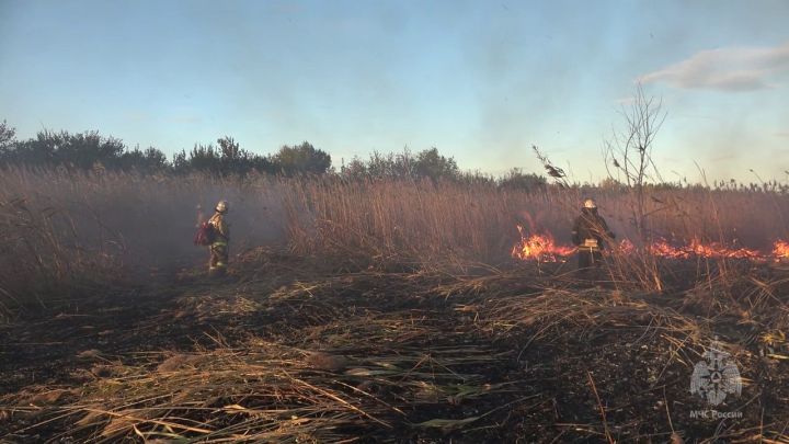 Экосистема несёт огромные потери: в ЛНР за сутки выгорело более 69 гектаров сухотравья