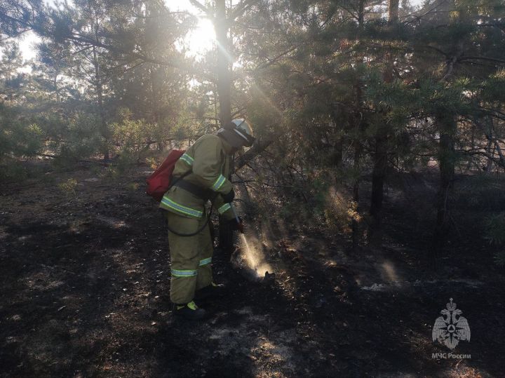 Более 40 возгораний сухотравья зафиксировали в ЛНР за сутки: основная причина - беспечное поведение граждан на природе