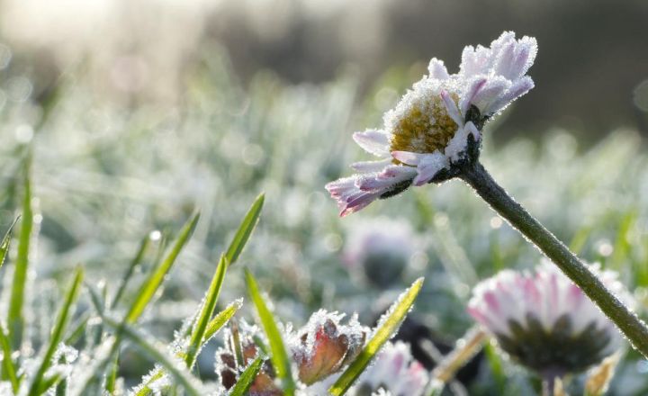 Ожидаются заморозки: в ЛНР объявлено штормовое предупреждение