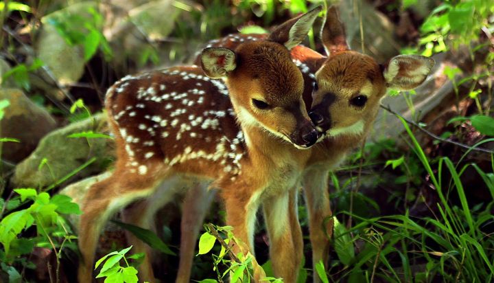 В Славяносербском районе на пожаре спасли двух оленят