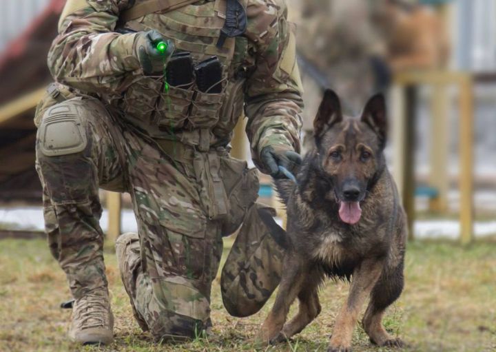 Собака в ЛНР помогла выявить диверсантов и предотвратить теракт