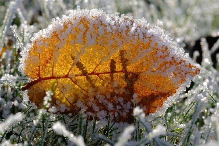 Морозная ночь и туманное утро: какой будет погода в ЛНР накануне выходных?