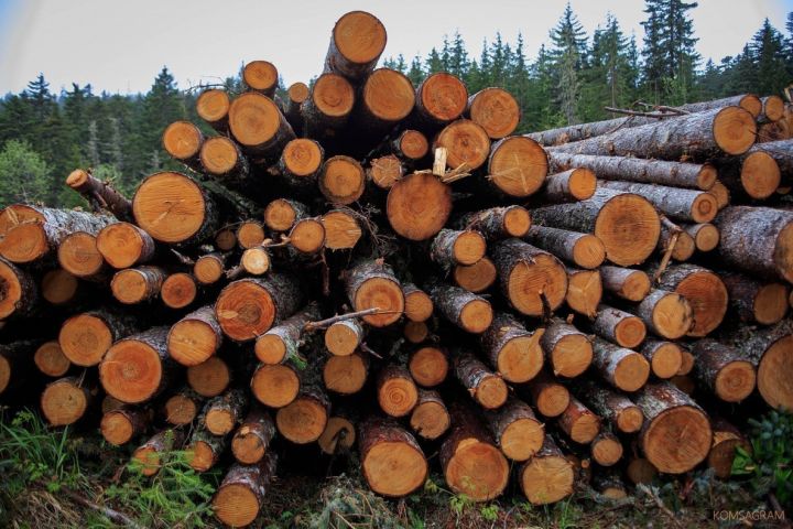 За вырубку каких деревьев россиянам грозит штраф до 500 тысяч