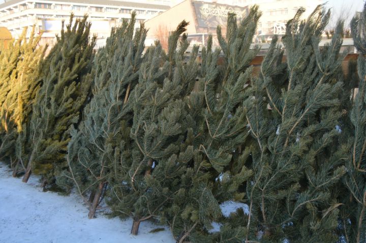 От 500 рублей и выше: сколько жителям ЛНР придётся отдать за живую сосну?