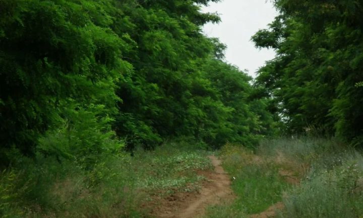 Тело несовершеннолетней нашли в лесу в одном из районов ЛНР: подозреваемый в убийстве задержан