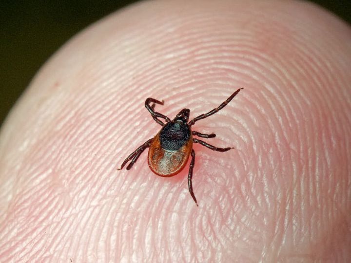 Жители ЛНР могут обратиться на горячую линию по профилактике клещевого энцефалита