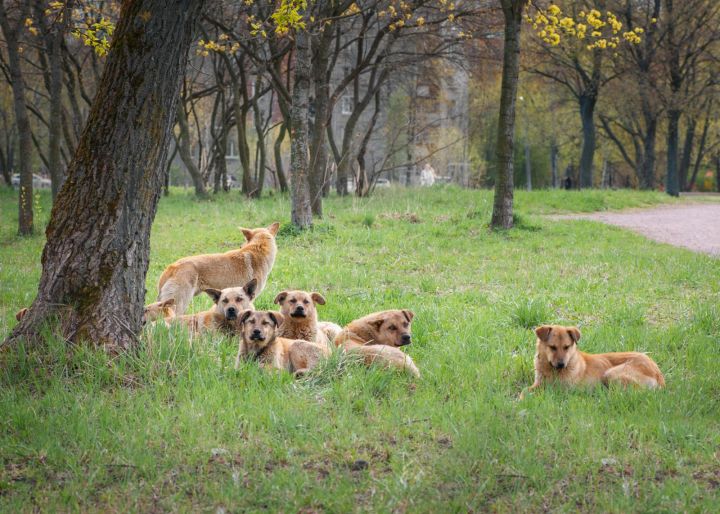 В Госдуме предложили вести учёт домашних питомцев, чтобы решить проблему с бродячими собаками