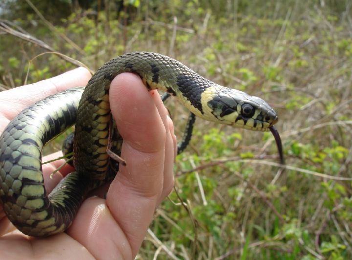В луганском детсаду выявили змей: прокуратура проверяет учреждение и его работников