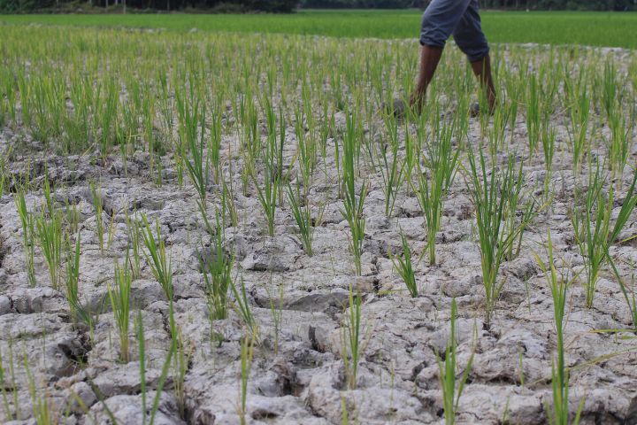 В граничащем с ЛНР российском регионе введён режим ЧС из-за почвенной засухи