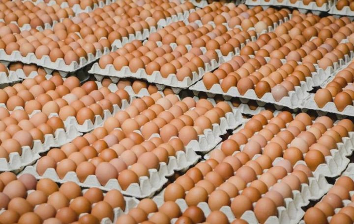 Единственного производителя куриных яиц в ЛНР оштрафуют за необоснованное завышение цен: много ли миллионов потеряет компания?