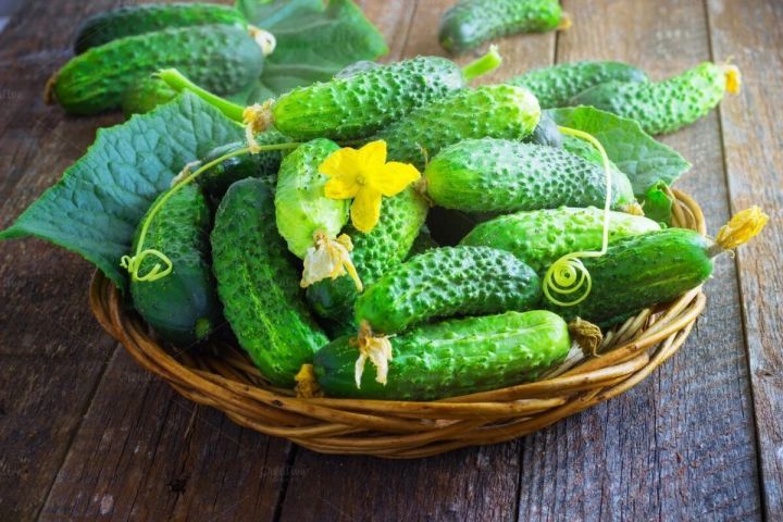 Учёные обнаружили яд в кожуре огурца, вызывающий рак печени