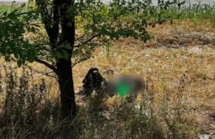 В Ростовской области пенсионер умирал в жару под деревом четыре дня: ему никто не помог