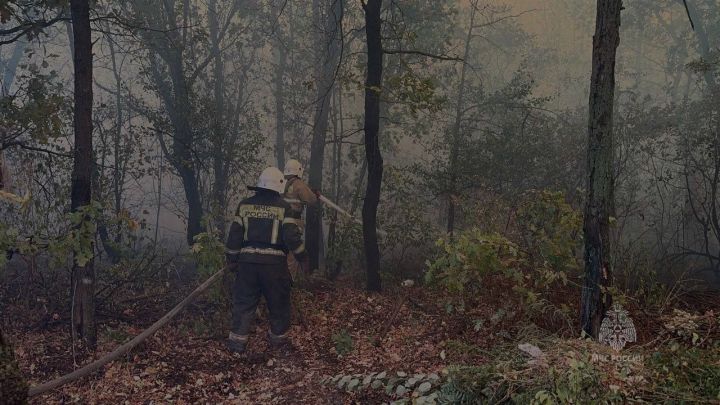 Силовики ЛНР предположили, что массовые пожары в Республике спровоцированы умышленно