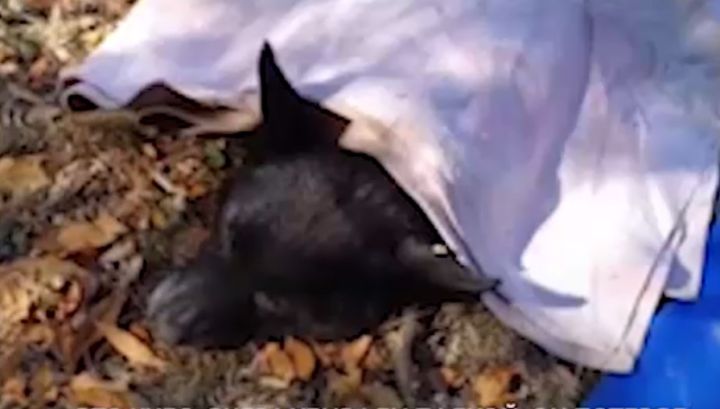 Невиданная жестокость: в ДНР живодёры поиздевались над старым псом, думая, что у него бешенство