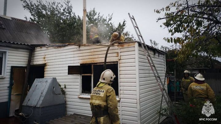 Кошка с котятами едва не сожгла дом в одном из сёл ЛНР