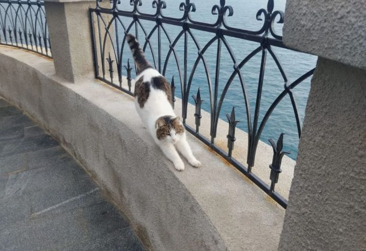 Кошку, которую сбросили со скалы в Крыму, нашли живой: живодёр пойдёт под суд