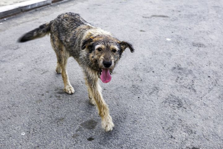 Власти ЛНР займутся проблемой бездомных животных, которых в Республике уже больше 10 тысяч