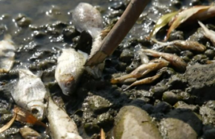 В позеленевшем Луганском море произошёл массовый замор рыбы. В сети выдвигают теорию об отравлении химикатами