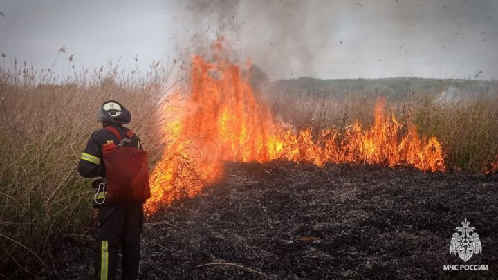 ЛНР в огне: лесной пожар в Станично-Луганском округе выходит из-под контроля