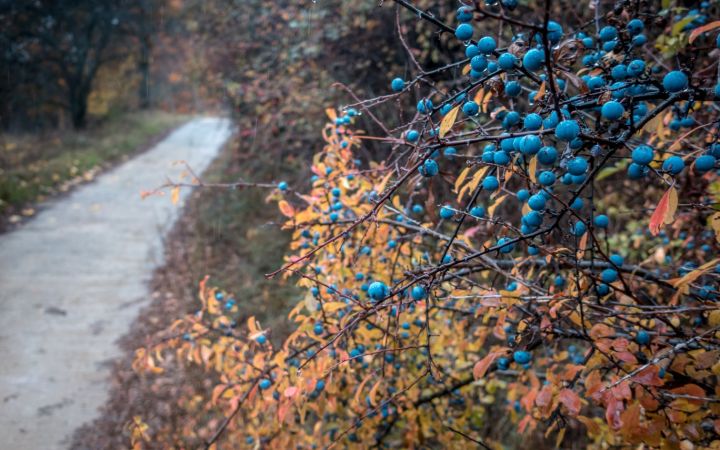 Похолодание ночью и умеренное тепло днём: прогноз погоды в ЛНР на 11 сентября 