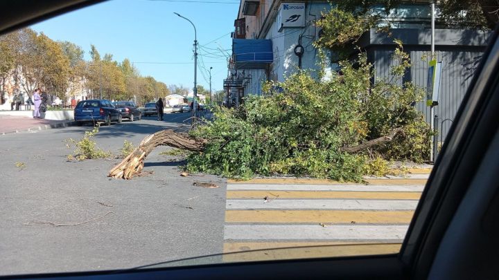 На кого упадет дерево? Жители ЛНР делятся фотографиями «опасных соседей»