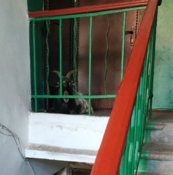 Козёл не дает выйти из подъезда в Алчевске