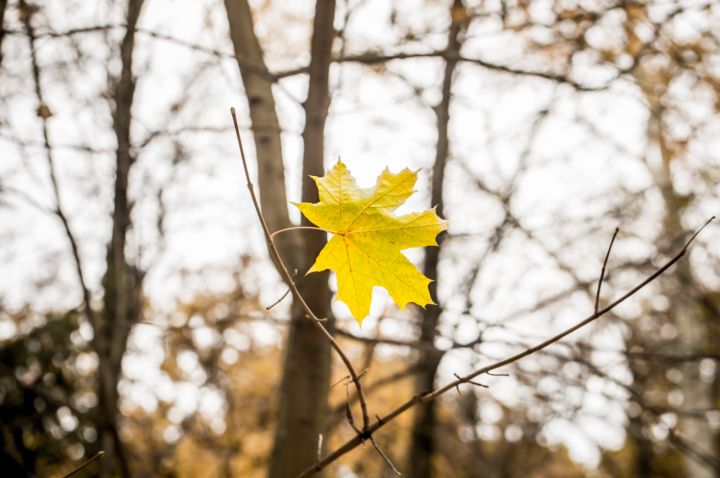 Пока без морозов, но всё так же с осадками: прогноз погоды в ЛНР на 29 октября 