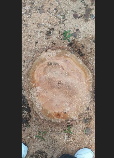 Луганчане возмущены постоянным уменьшением здоровых зеленых насаждений