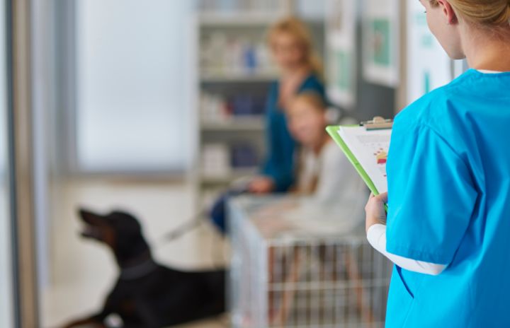 В Луганске травят домашних животных: за неделю уже произошло пять случаев 