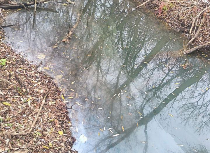 Река Белая, протекающая в ЛНР, превращается в кладбище животных