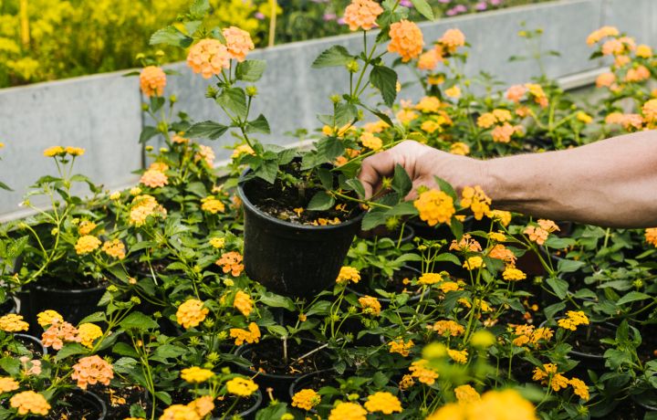 Луганчанки устроили «фокус с исчезновением» цветов в центре города: одна прикрывала, вторая воровала