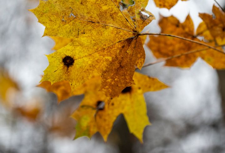 Тепло, без дождей и заморозков: какой будет погода в ЛНР 7 ноября? 