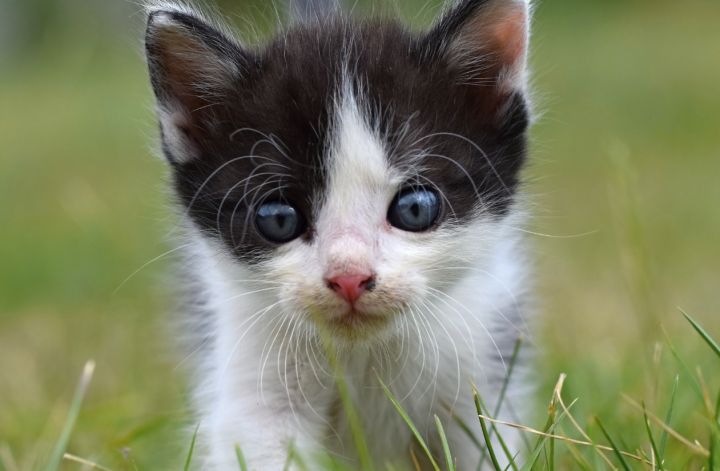 Смеялись и снимали на видео: школьники из ЛНР издевались над животным и выложили это в Сеть 