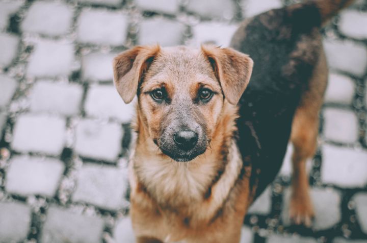 В Луганске начнётся массовый отлов собак, но жителей возмутило решение властей