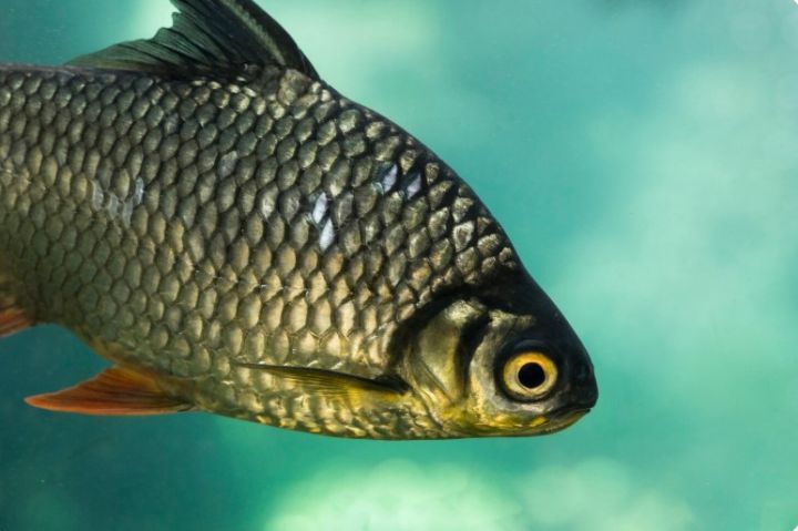 Жительница Кузбасса разводит карпов в затопленном подвале, чтобы привлечь внимание коммунальщиков