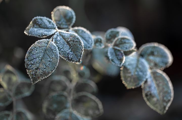Ночной мороз и дневной плюс: какой будет погода в ЛНР 15 ноября? 