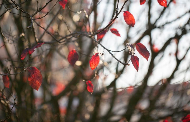 До +14°С и дождливо: синоптики дали прогноз погоды в ЛНР на 18 ноября 