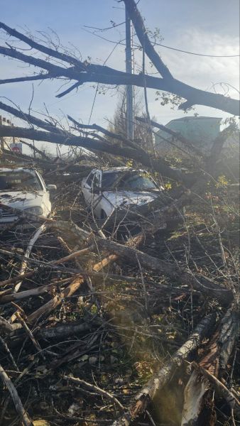 В Луганске огромное сухое дерево упало на автомобили