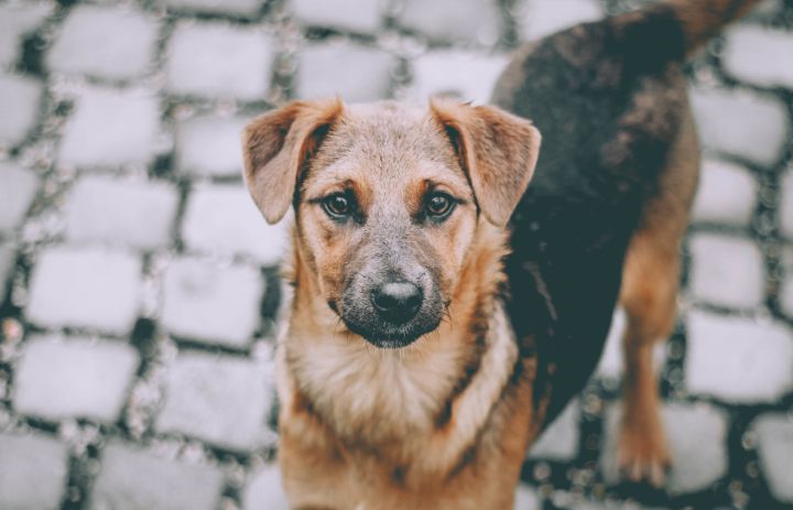 «Убивают даже тех, кого лечили»: волонтеры в ярости из-за массовых отравлений собак в ЛНР