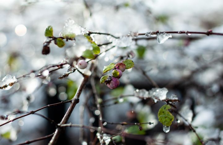 Новый год настал - зима закончилась: в ЛНР 4 января прогнозируют дождь, гололёд и ветер 
