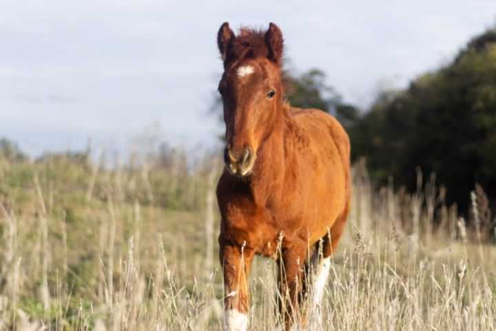 Лошадь – животное благородное. Житель Краснодона рассказал, как ухаживает за своими питомцами