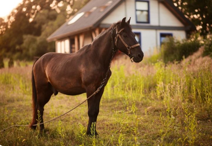 «959.РФ» знакомит свердловчан с хозяйкой 2026 года - лошадью Стрелкой